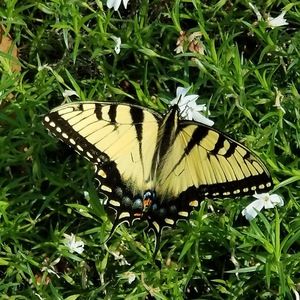 Meet your Posher, Tracey